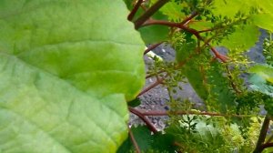 Как понять ,что цветет виноград