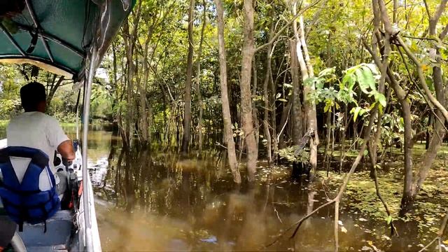 Speedboat & Kayak Ride in the Amazon Jungle - Adventure Travel [4k] смотреть онлайн