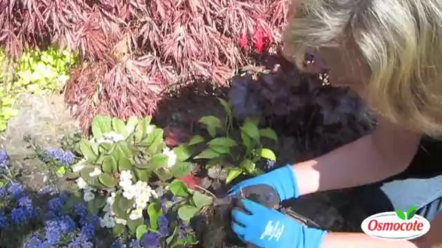 How To Divide Perennials (Primroses, Miniature Hostas, Heucheras) смотреть онлайн