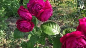 ? Цветение молодых роз во 2-й половине лета 2022. Делюсь впечатлениями.