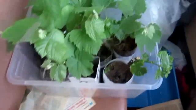 ??Саженцы винограда в квартирных условиях. смотреть онлайн