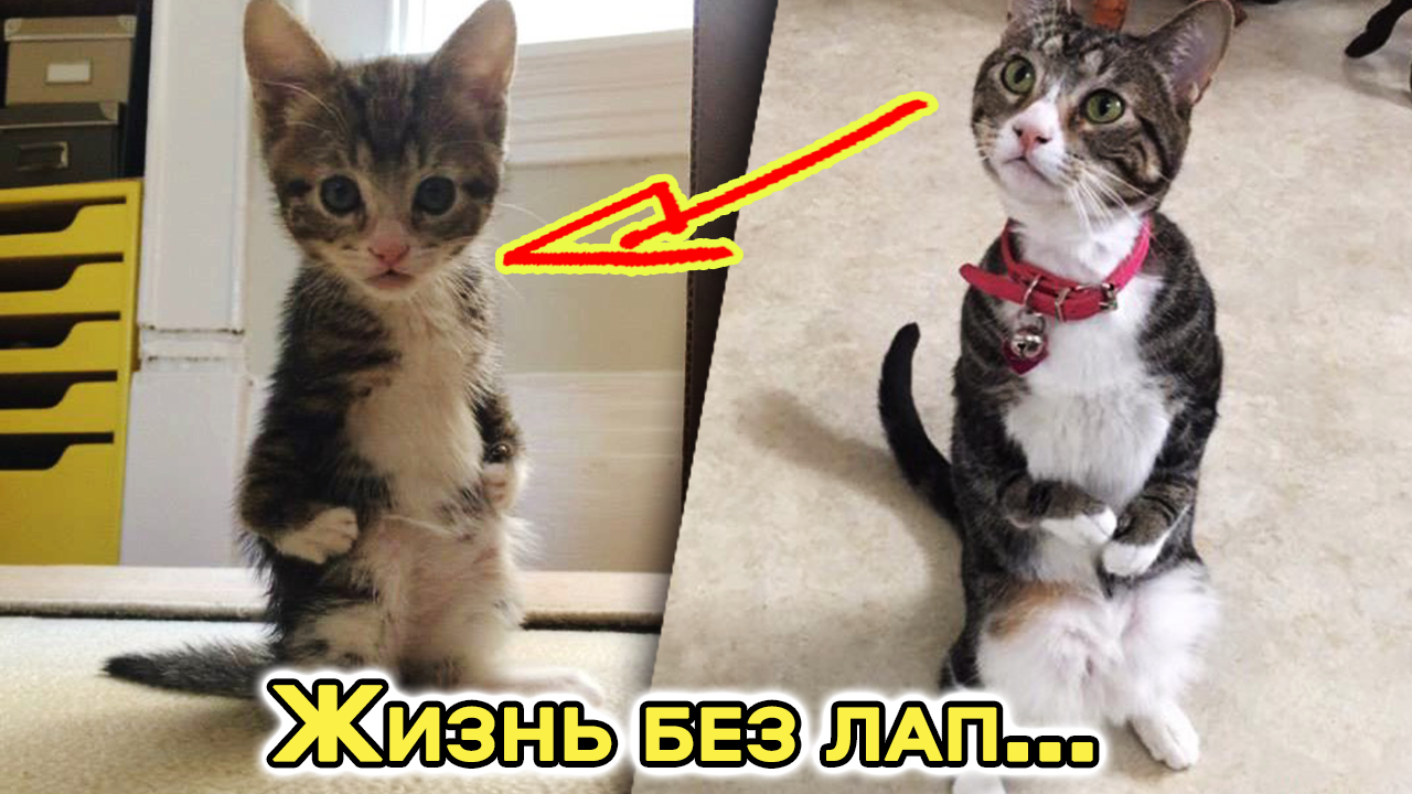 ЛЖЕ-ХОЗЯЕВА принесли котёнка на эвтаназию. Но маленькую Кенгурушу у них отобрали смотреть онлайн