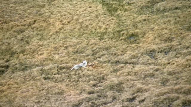 How The Tasmanian Devil Survives It's Ferocious Environment | Race of Life | Real Wild смотреть онлайн