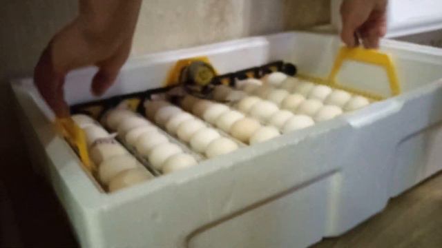 Инкубация бройлеров Теплушка Люкс 19 сутки.Яйцо Венгрия.Росс 708. смотреть онлайн