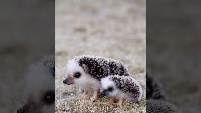 Познание. Игра «Мамы и детеныши» Левкина О.В. смотреть онлайн