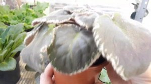 Почему загущается центр розетки у Фиалки? ПРИЧИНЫ и РЕШЕНИЯ!