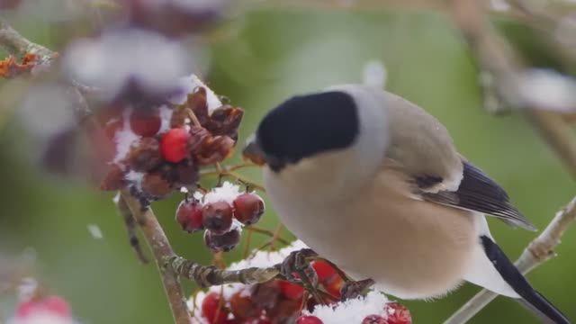 Вика Цыганова - Снегири