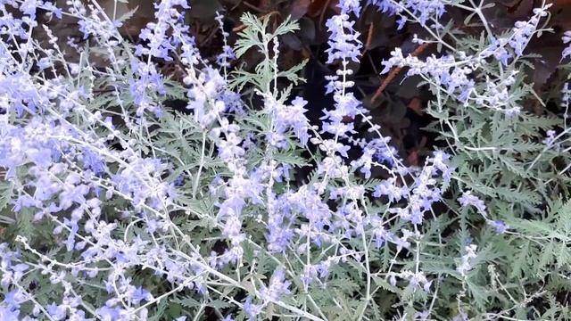 Perovskia atriplicifolia 'Blue Spire' - grow and care смотреть онлайн