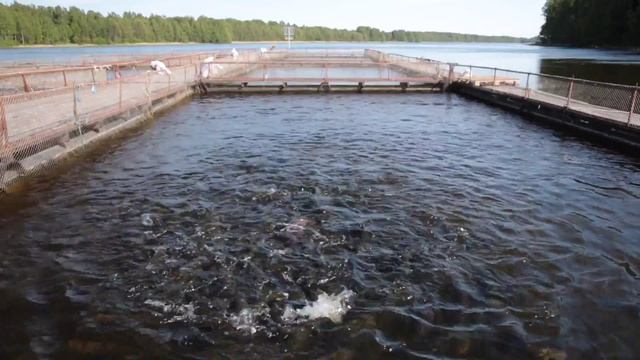 Изготовление садков для разведения рыбы смотреть онлайн