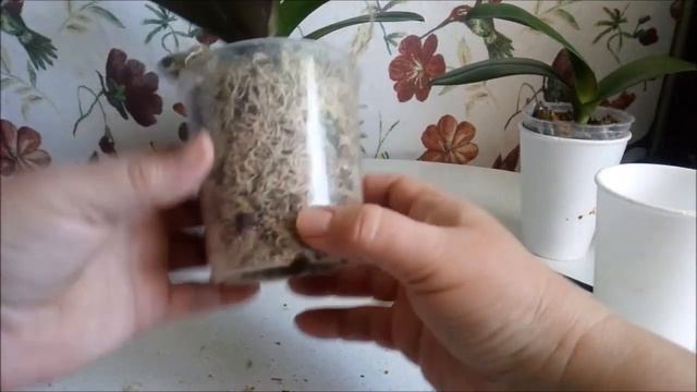 Орхидеи Апрель)))БЫСТРО и ЛЕГКО пересадить АЗИАТОВ! смотреть онлайн
