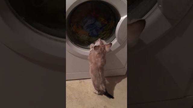 Котик бенгал окраса линкс марбл смотреть онлайн