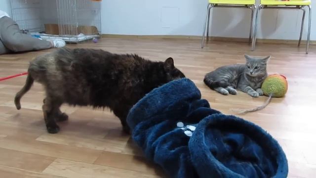 кошка Маня смотреть онлайн