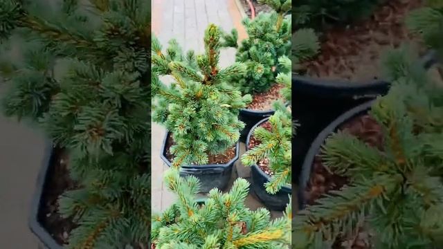 Ель Лайки Страйк) продажа в группе телеграмм Https://t.me/S76Olga_76?❄️❤️