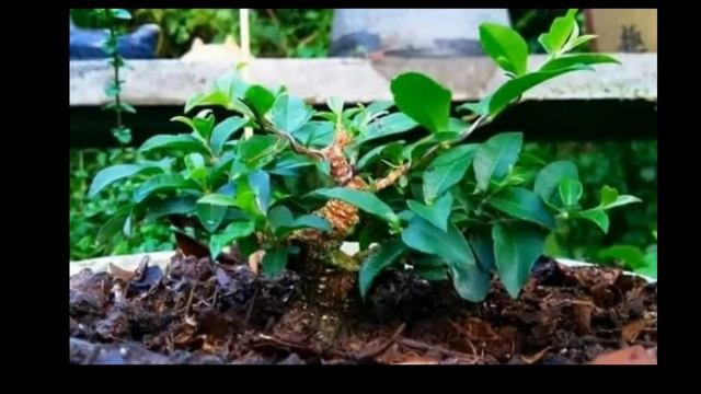 small bonsai time lapse progress | bonsai sakura | before and after смотреть онлайн