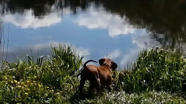 Водные процедуры. Щенки родезийского риджбека. смотреть онлайн