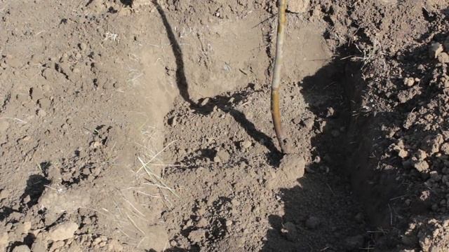 Пересадка 2-х летнего дерева смотреть онлайн