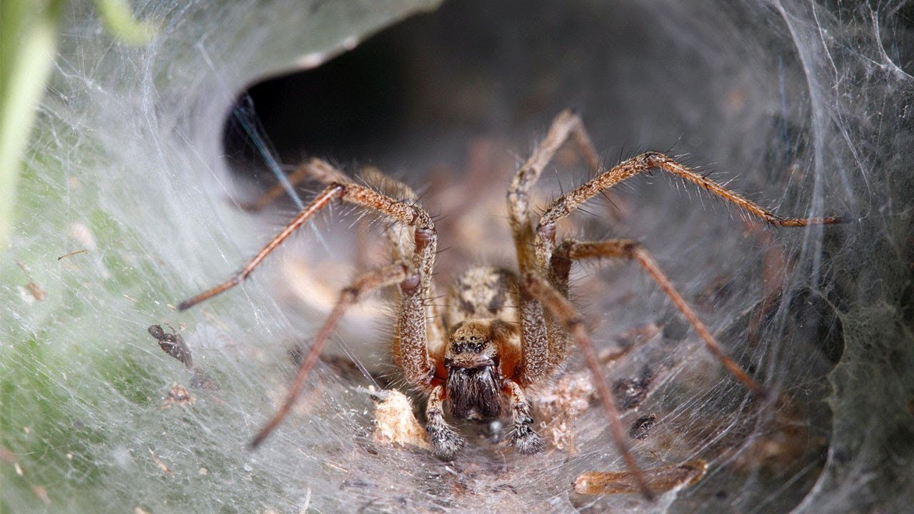 Самые масштабные нашествия пауков! Нашествие пауков в Австралии, Бразилии, Греции... смотреть онлайн