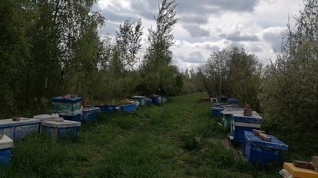Пасека в болоте! 1 июня! смотреть онлайн