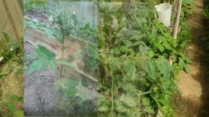 Почему  закручиваются и вянут верхушки томатов?И как их ,,раскрутить,,