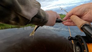 ЖИРНЫЙ ЕЛЕЦ НА НИМФУ