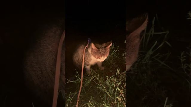 НИКА ОДНА В ЛЕСУ?! ? ? СМОЖЕМ ЛИ МЫ С МЯТОЙ ЕЕ НАЙТИ? смотреть онлайн