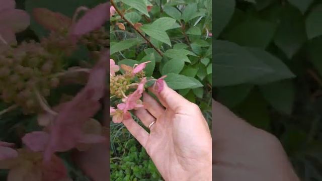 Самарская Лидия,как отличить это сорт от других.Рекомендации по обрезке смотреть онлайн