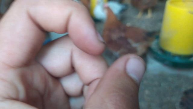 Расклев или Каннибализм как с ним бороться смотреть онлайн