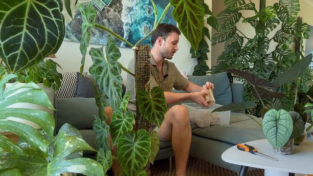 MULTIPLYING PLANTS - Propagating Aroids - Monstera, Philodendron, Alocasia, Syngonium Etc.