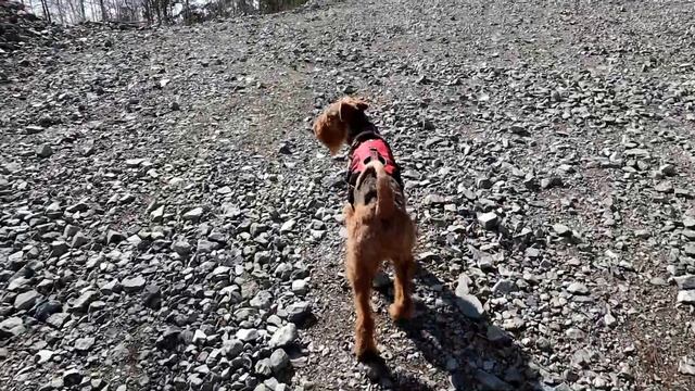 С собакой в горы. Прогулка по Егозе. смотреть онлайн