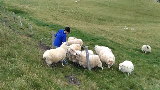 Исландские овцы 2 смотреть онлайн