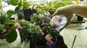 Уход за фуксией в домашних условиях