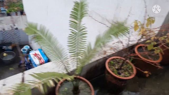 February Terrace Garden Tour, In Rain | सर्दी की बरसात में पौधों की हालत |