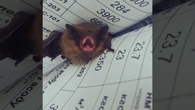 Укус летучей мыши смотреть онлайн