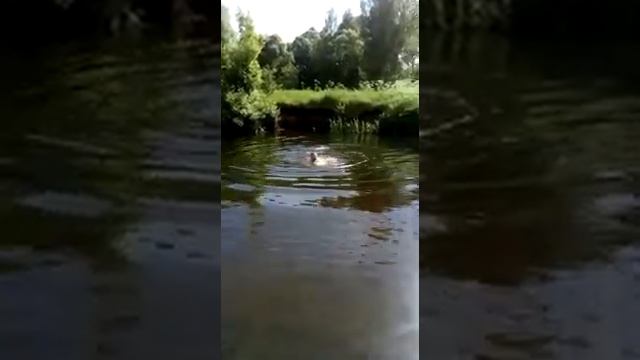 Речка ревна Семёновка смотреть онлайн