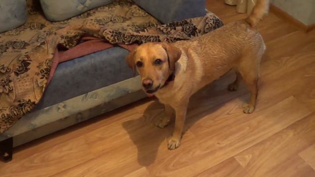 Дарси вытирается в маленькой комнате смотреть онлайн