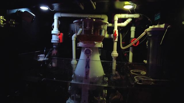 My Ricordea and the new Maxspect Aeraqua Duo AD600 Protein Skimmer смотреть онлайн