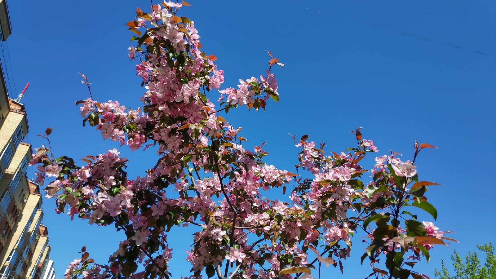 Сад Соловьев в Перми 3 июня 2022. смотреть онлайн