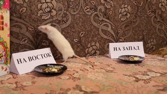 крыса говорит правду смотреть онлайн
