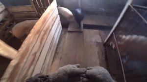 Жизнь в сибирской глубинке. Один день из жизни в деревне.