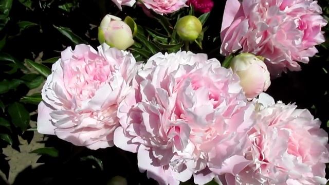 Сьюзи Ку пион розовый 2018г смотреть онлайн