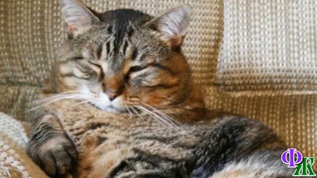 - Я ей не нравлюсь? – КОШКА ходила вокруг Даши, окидывая её ЗЛЫМ взглядом и предупреждающе завывая