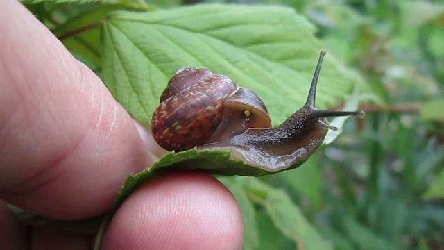 УЛИТКА !!!!! смотреть онлайн