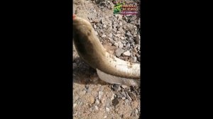 Рыбалка на спиннинг, на Амуре в апреле 2023 г., первая рыба в этом году.