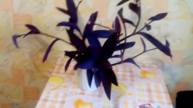 Сеткреазия-фиолетовая красавица!