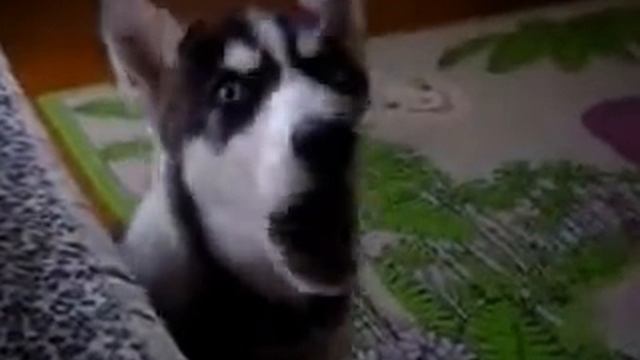Щенок хаски разговаривает)))