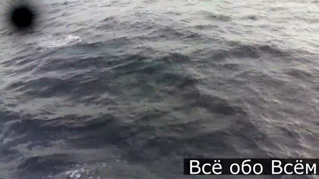 Дельфины в Артеке!! Осень Гурзуф 2016!!! смотреть онлайн