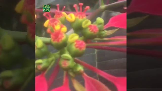 euphorbia pulcherrima plants with beautiful flowers /poinsettia plants/Christmas star poinsettia. смотреть онлайн