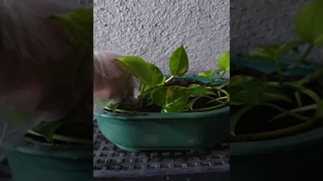 Climbing vs. Hanging Pothos/ How To Propagate Pothos from Single Node Cuttings #pothos #houseplants смотреть онлайн