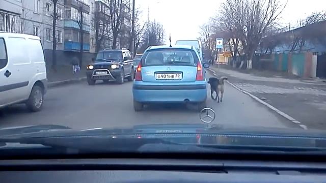 Собака и машина смотреть онлайн
