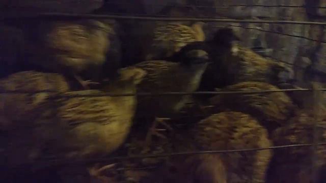 Первое яйцо, даже два, перепела, 36-ой день смотреть онлайн